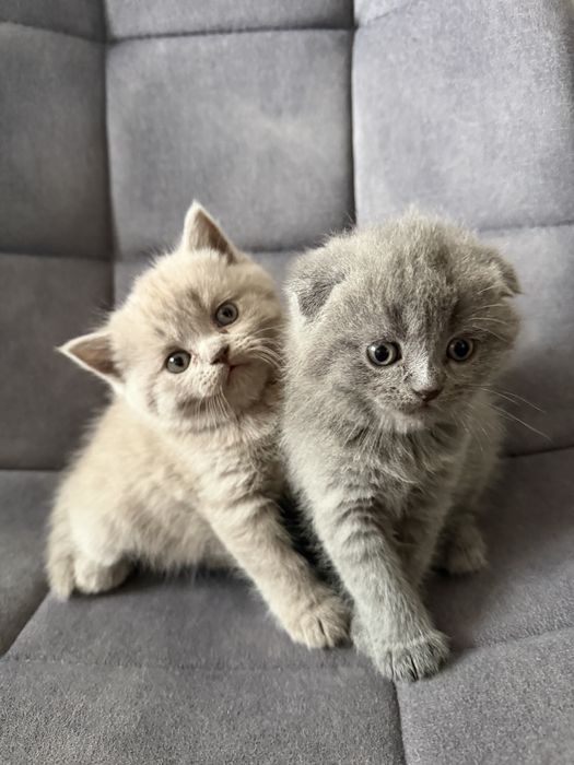 Шатландські кошенята