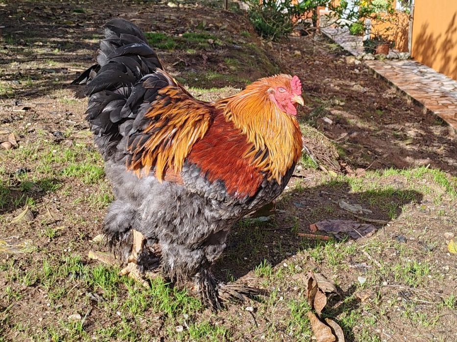 Galo Brahma perdiz azul dourado