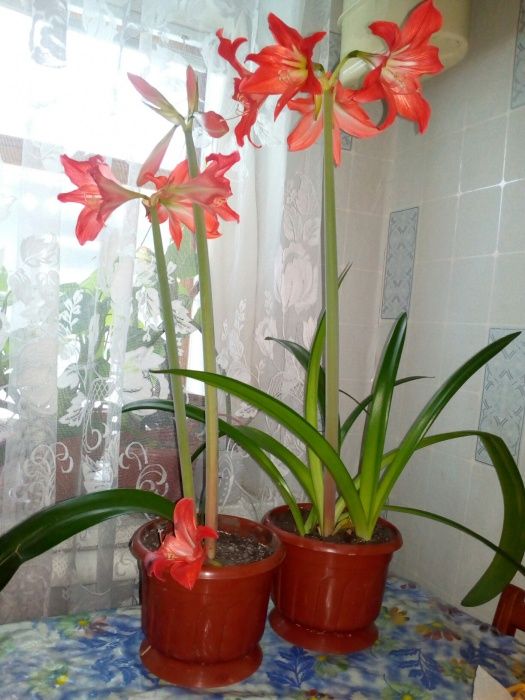 Лилия комнатная (гиппеаструм)