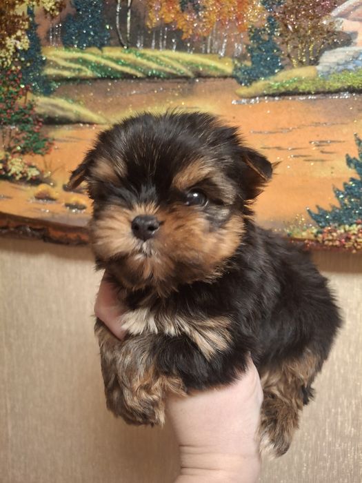 Супер Мини мальчик Йорк!