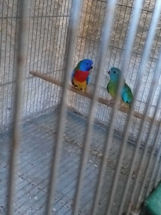 Esplêndidos ( neophema splendida )