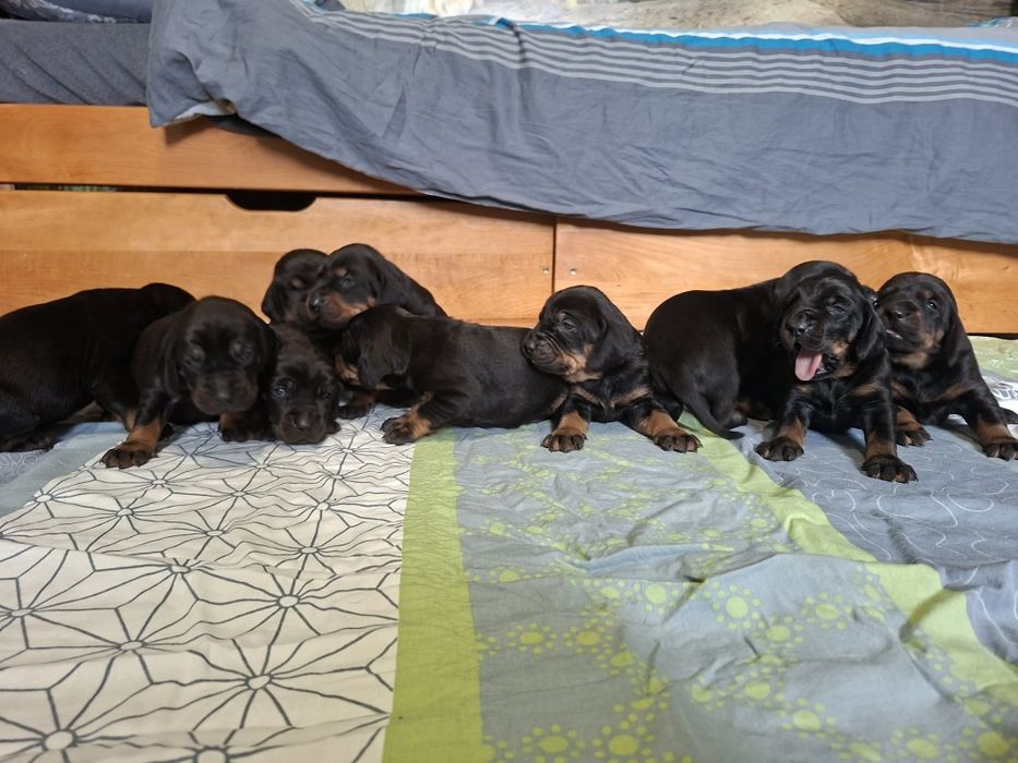 Gończy Polski FCI ZKwP