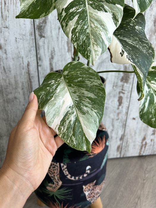 Vendo Monstera Albo Variegata
