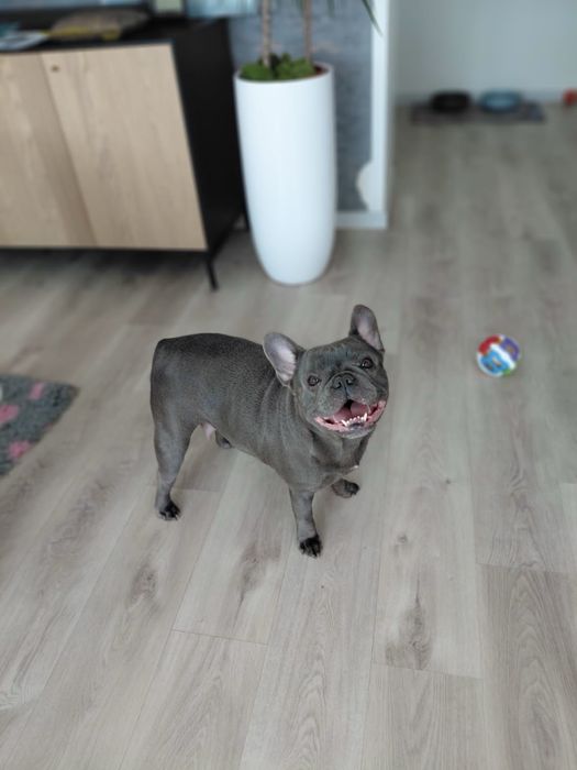 Buldog Francuski Suczka