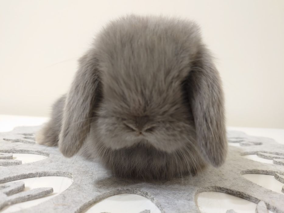Królik Mini -Lop