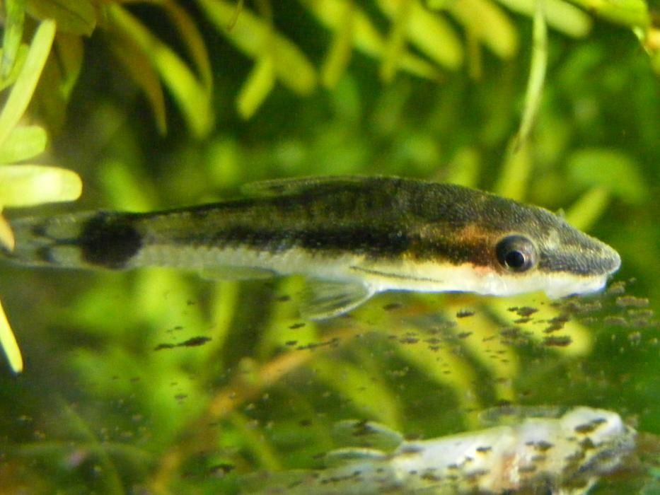 GB Otos, Otosek Przyujściowy
