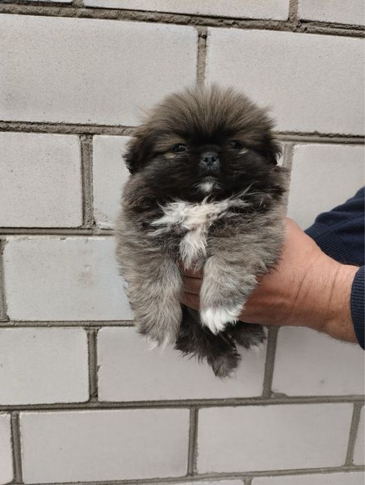 Продам цуценят Пекінесиків