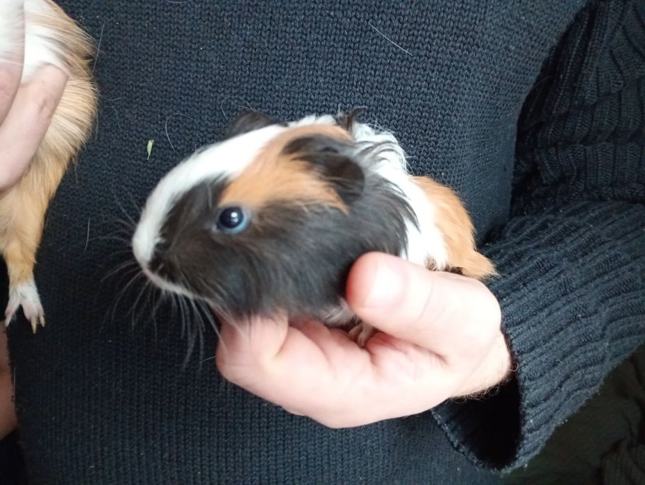 Oddam w dobre ręce małą świnkę morską