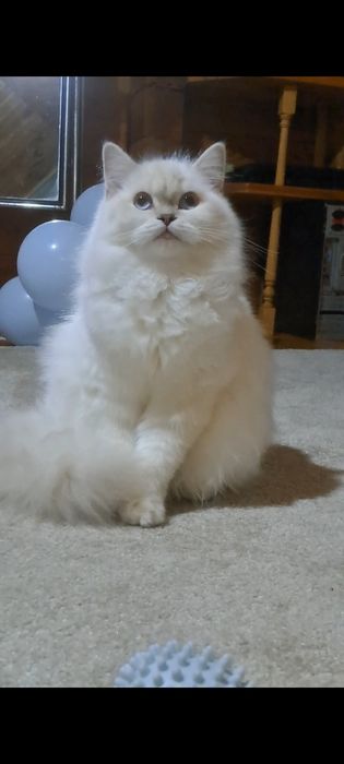 Шотландець хайленд страйт