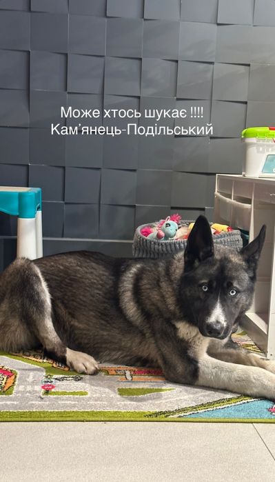 Віддамо у добрі руки молоду собаку!