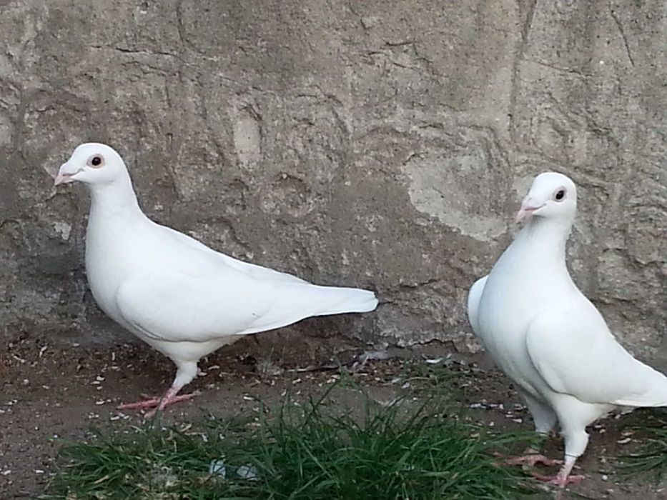 Gołębie pocztowe białe