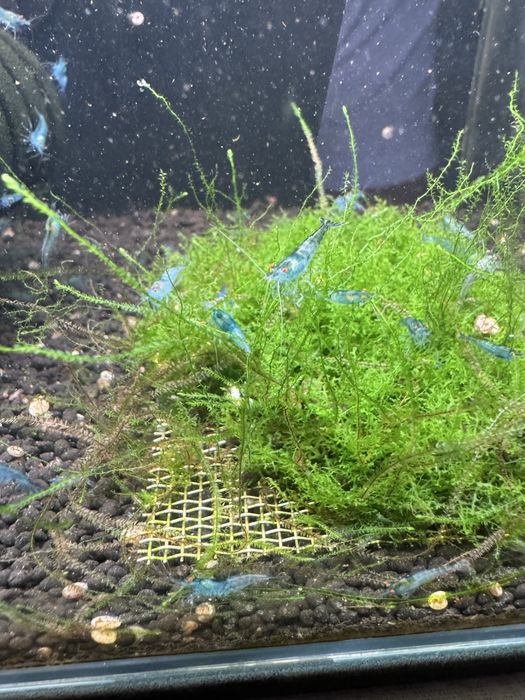 Neocaridina blue OE