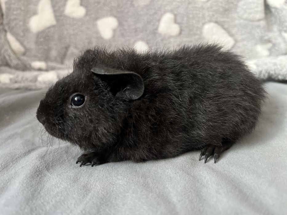 Świnki mordkie US Teddy - chłopaki, wysyłam II