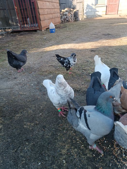 Kingi samce różne kolory