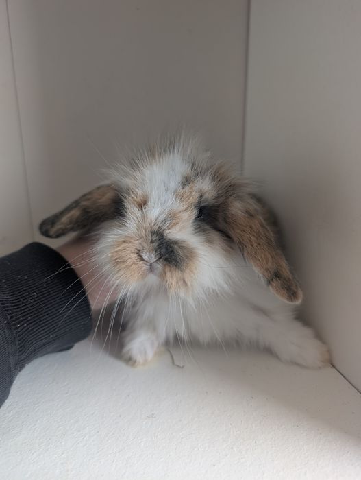 Królik Teddy, miniaturka