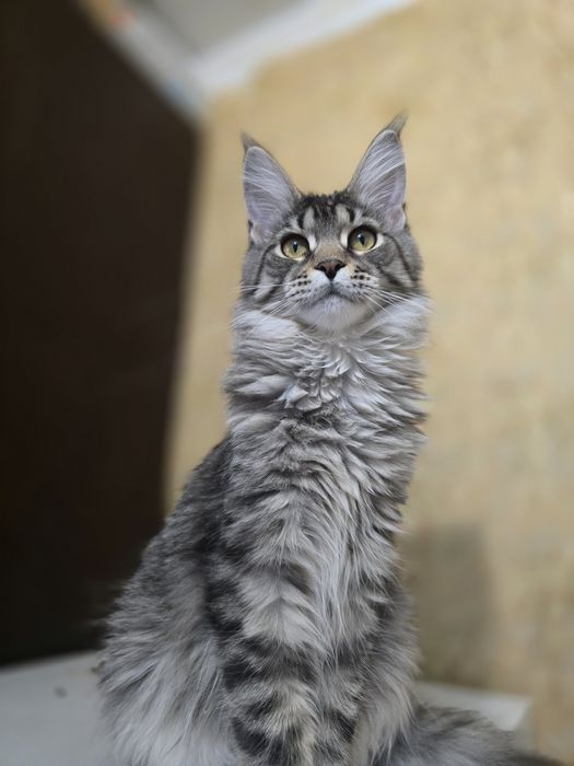 Кошенята  Мейн Кун  продажа