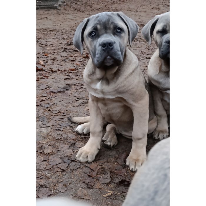 Suka szczenię Cane Corso