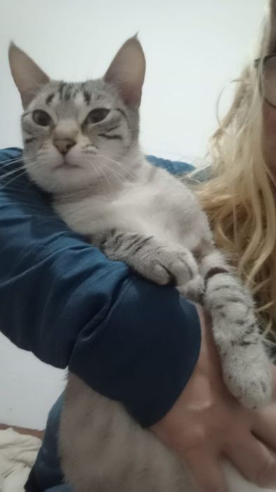 Gatinhos LINDOS!