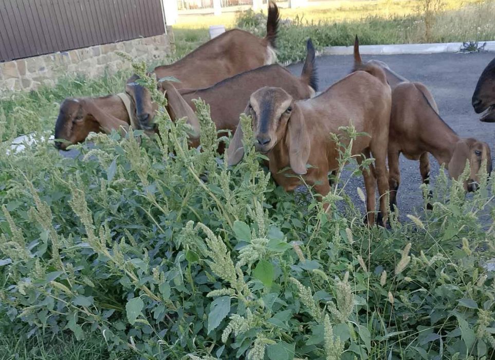 Продам  козочок…
