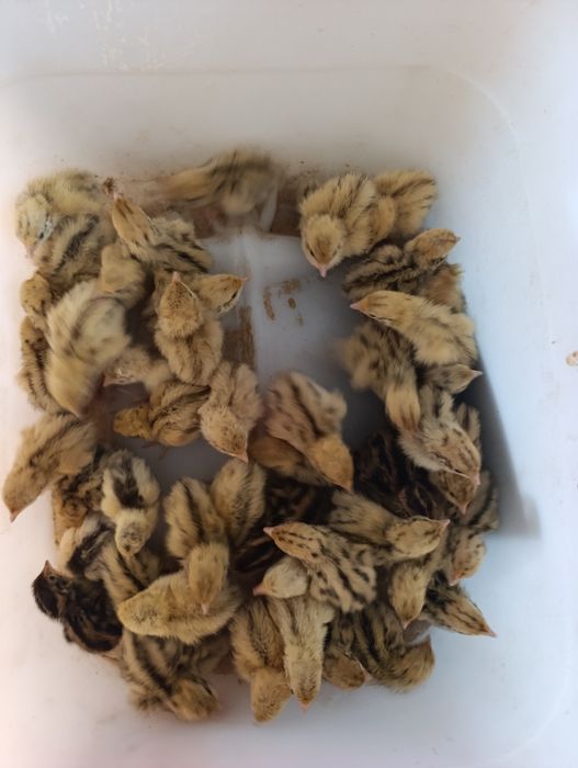 Codornizes comum para reserva