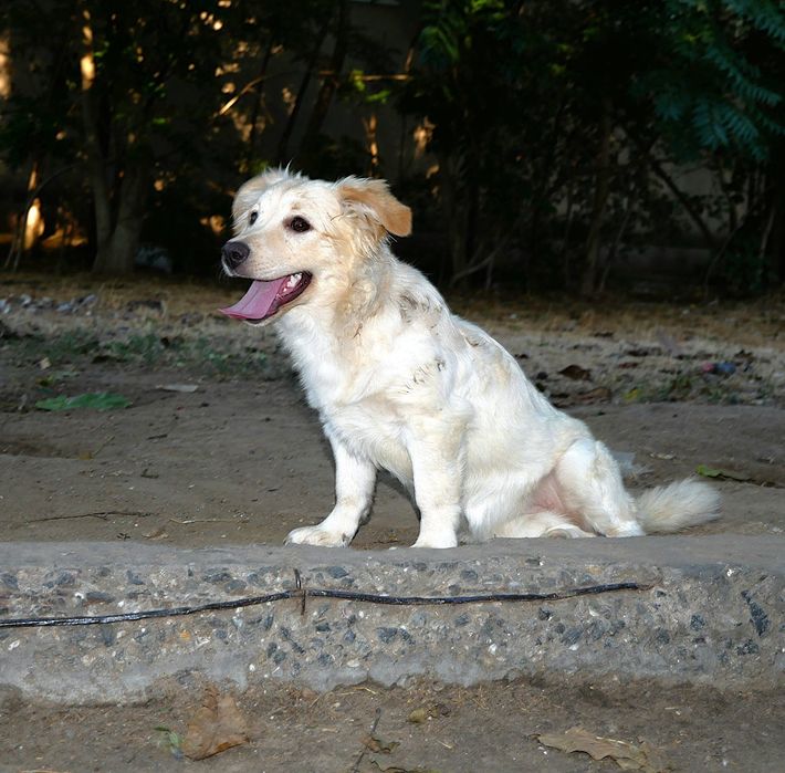 Біла маленька собачка в добрі руки