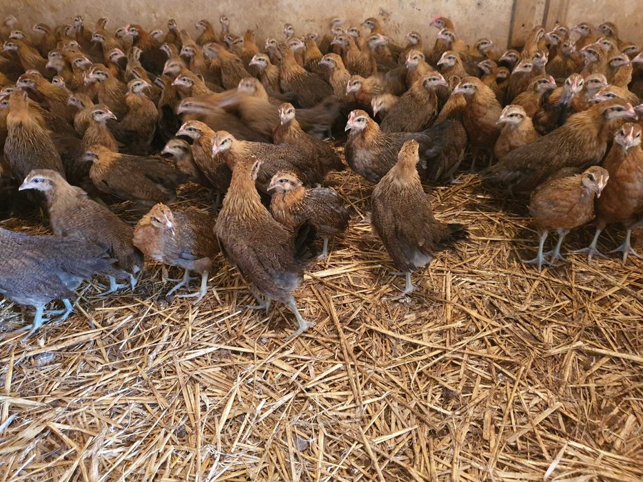 Kurki kokoszki nioski Zielononóżki dowóz Gratis