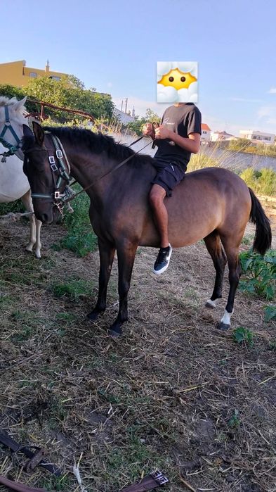 Poldra com 3 anos