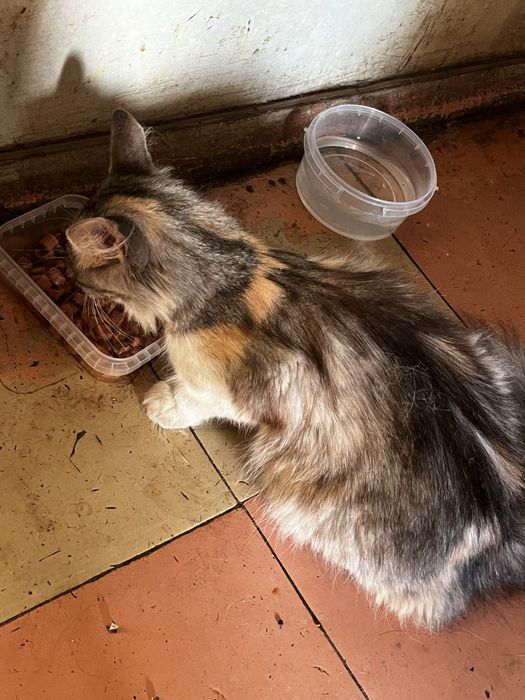 ИЩЕТ ДОМ!!! ласковая и добрая кошечка!!!