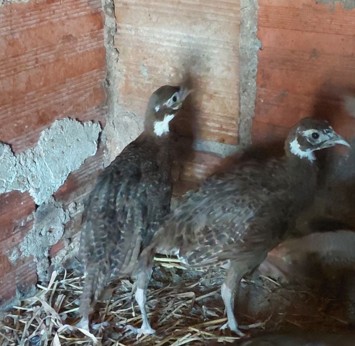 Faisões versicolor com 2 meses