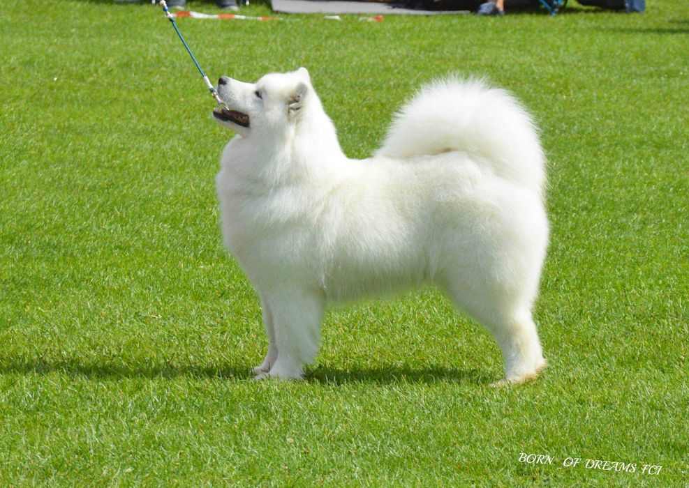 Samoyed/ Samojed ZKwP/FCI *Plany hodowlane WIOSNA 2026*
