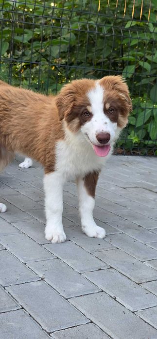 Border collie LOKI FCI ZKWP