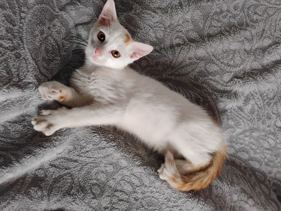 Oddam kotka w dobre ręce