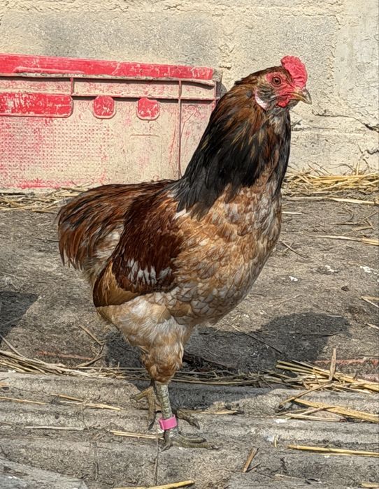 Kogut Araucana 10 miesięczny