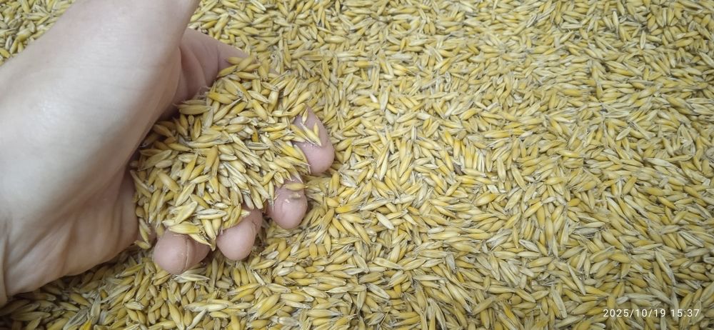 Owies  2025 pellet (zamiennik pelletu)