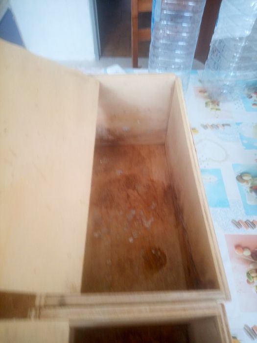 Ninhos de agapórnis rosicolis.