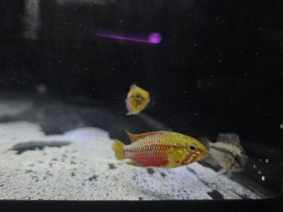 Pielęgniczka Apistogramma hongsloi (krasnopręga)
