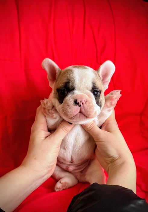 Мальчик Французского бульдога