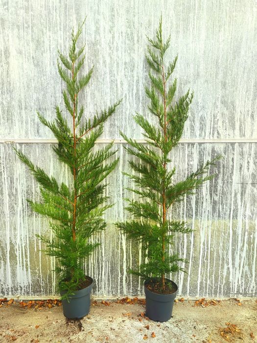 Cedro leylandii.