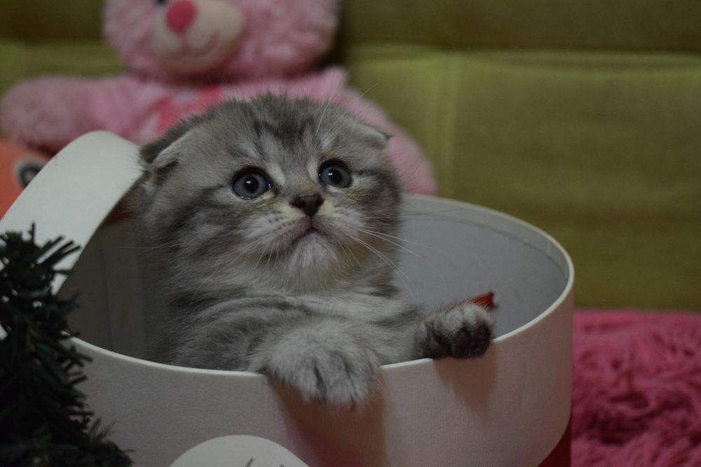 Шотландські кошенята, котенок, котята  срібляста шиншила  фолд страйт