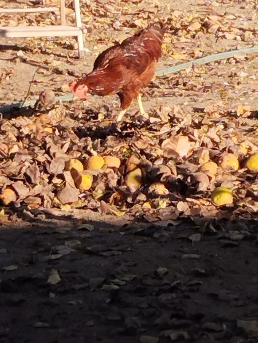 Rhode Island Red, Ovos Férteis.