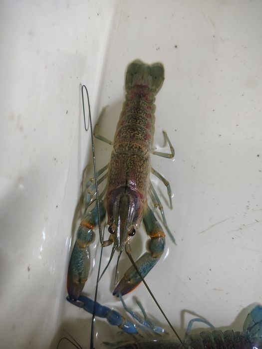 Продам австралійського червоноклешневого рака АККР