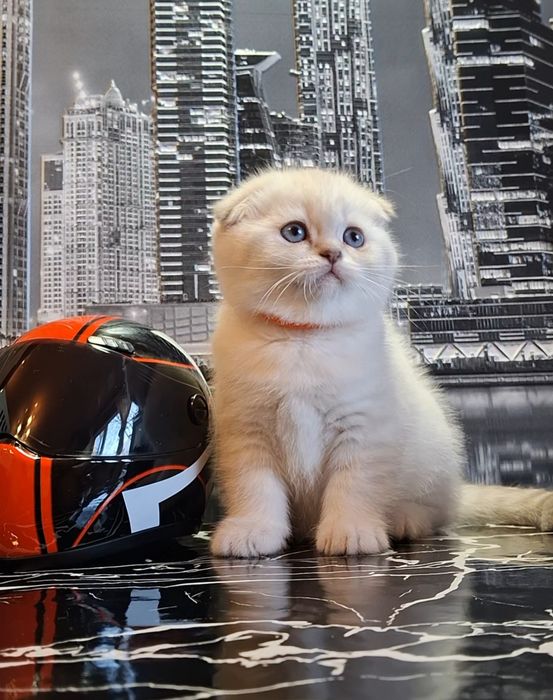 Милые вислоухие котята из Одессы