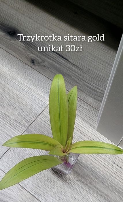 Sprzedam różne kwiatki unikaty