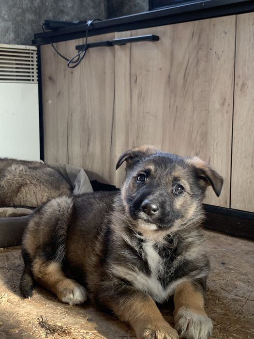 Овчарка немецкая