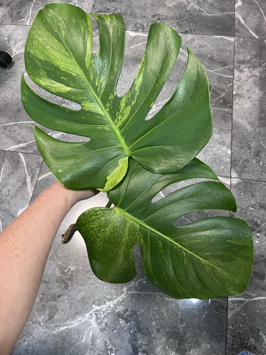 Monstera Green on Green mint szczyt