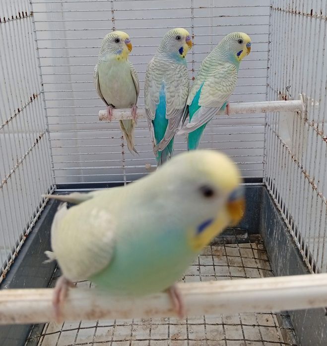 Piriquitos australianos