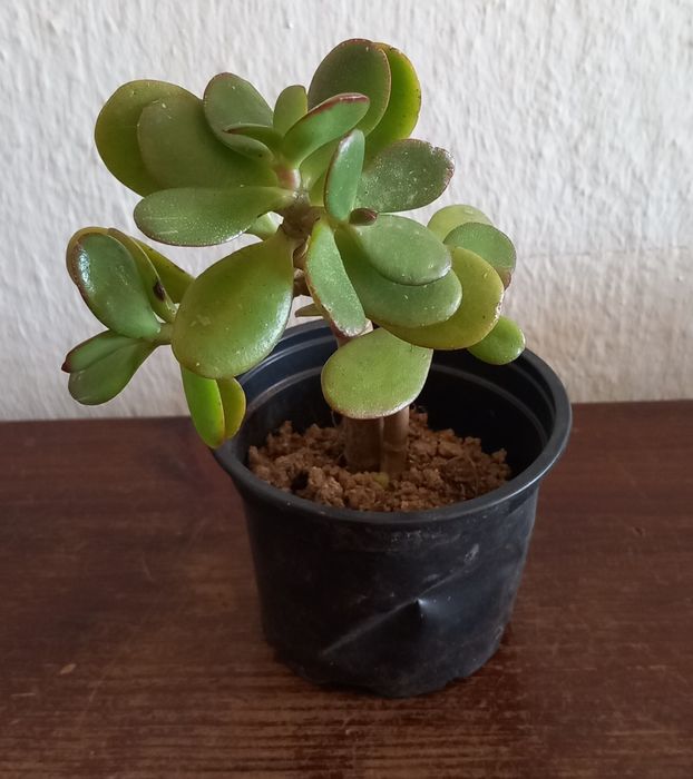 Vaso planta jade natural 2€