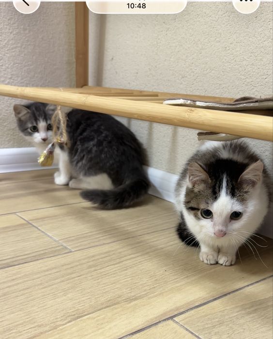 Котята ищут любящую семью