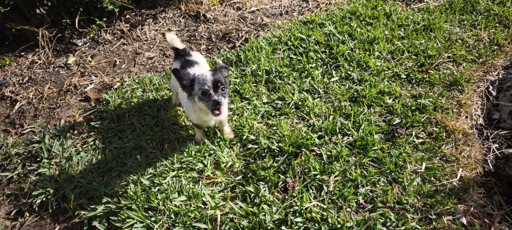 Chihuahua mini fêmea pelo longo disponível para entrega imediata