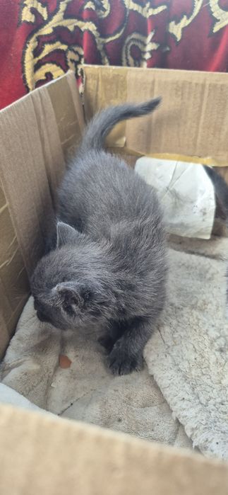 Кошенята котики коти